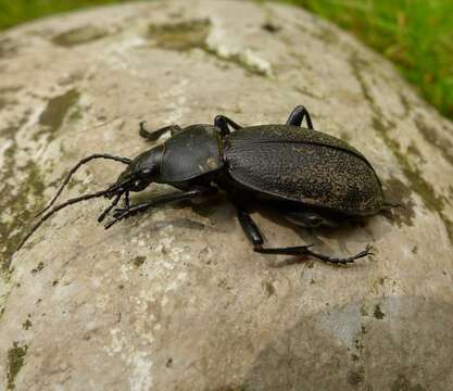 Image of Carabus (Procrustes) coriaceus Linnaeus 1758