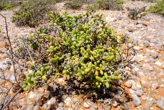 Imagem de Eberlanzia cyathiformis (L. Bol.) H. E. K. Hartmann