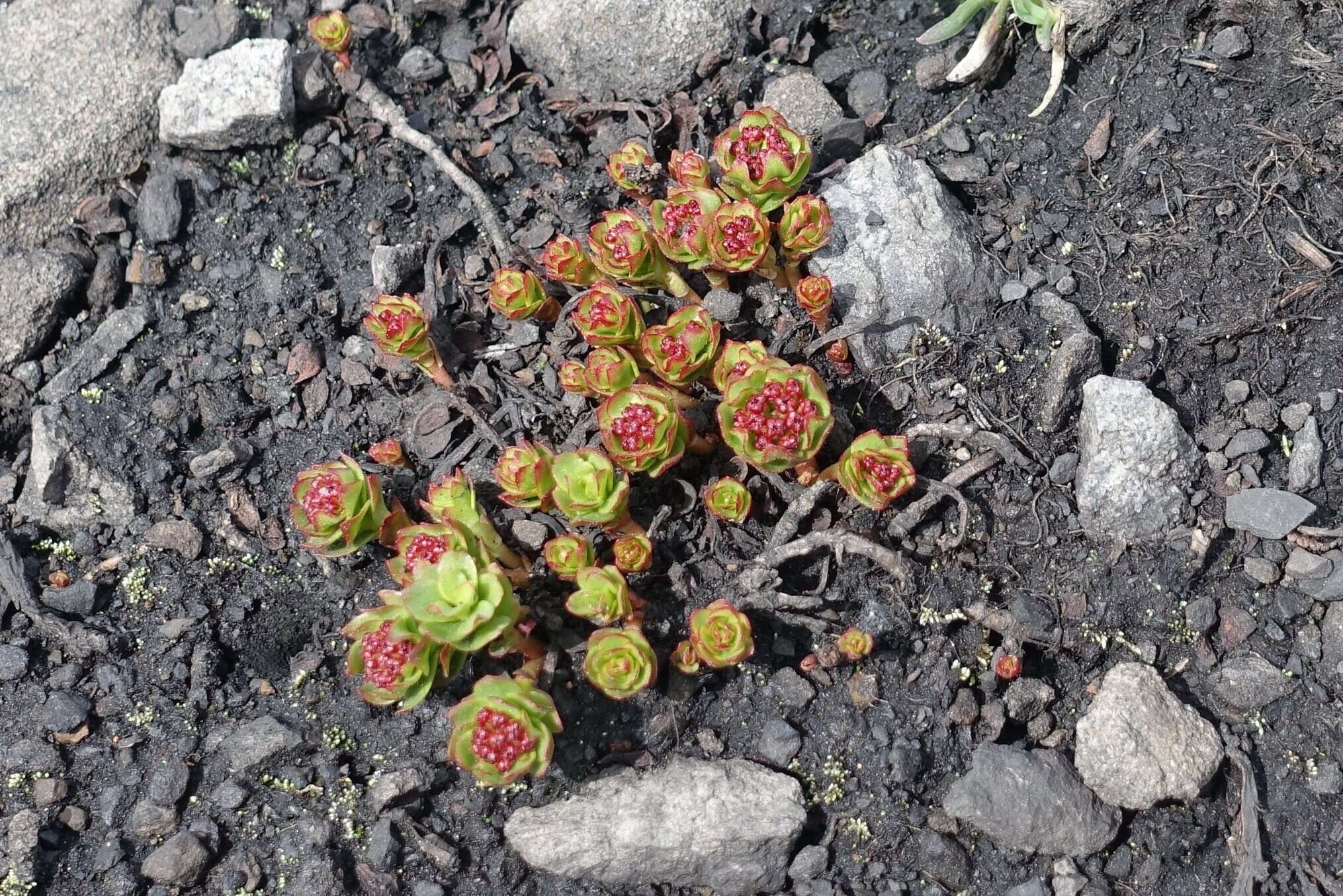 Image of ledge stonecrop