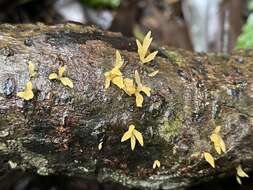 Image de Calocera furcata (Fr.) Fr. 1827