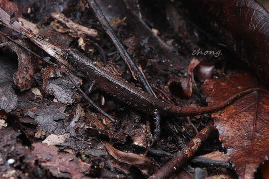 Tropidophorus hainanus Smith 1923 resmi