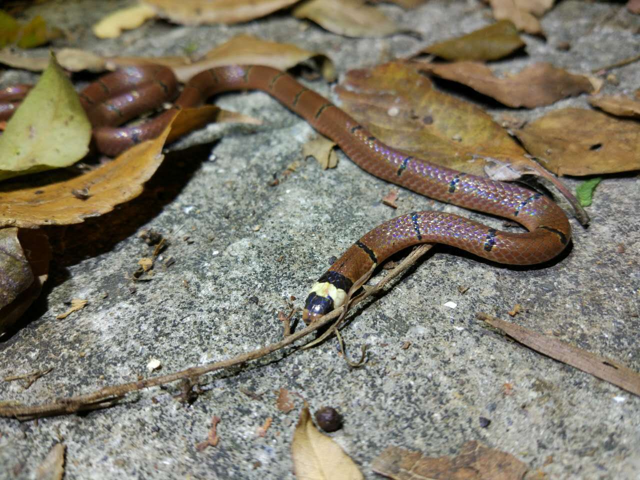 Image of Sinomicrurus macclellandi macclellandi (Reinhardt 1844)