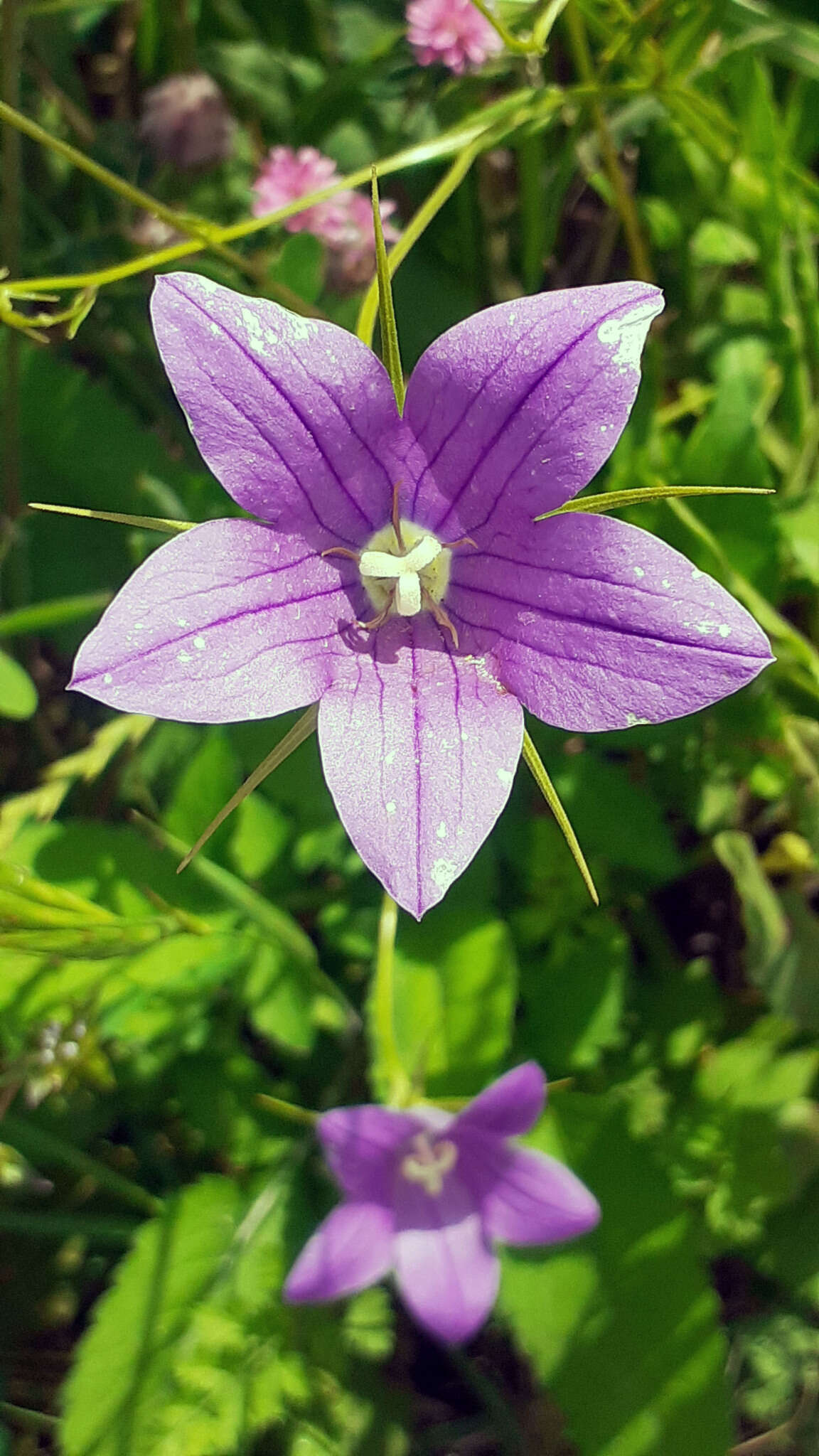 Plancia ëd Campanula retrorsa Labill.