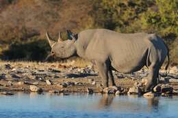 Image of Cape rhinoceros