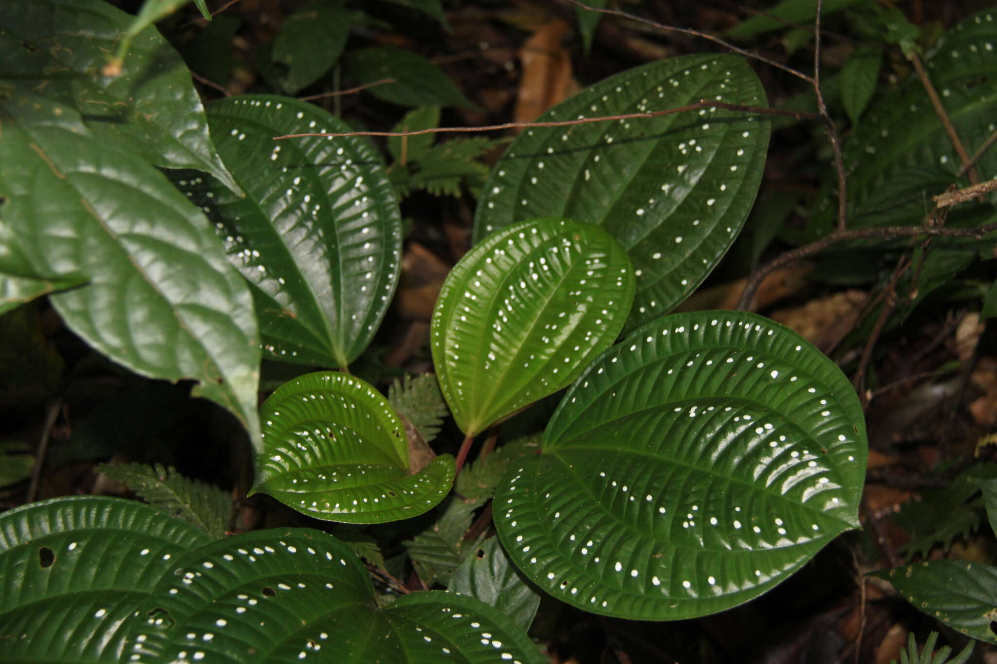 Слика од Phyllagathis rotundifolia (Jack) Bl.