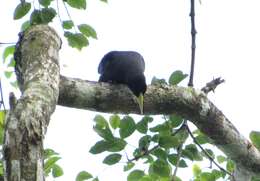 Image of Red-rumped Cacique