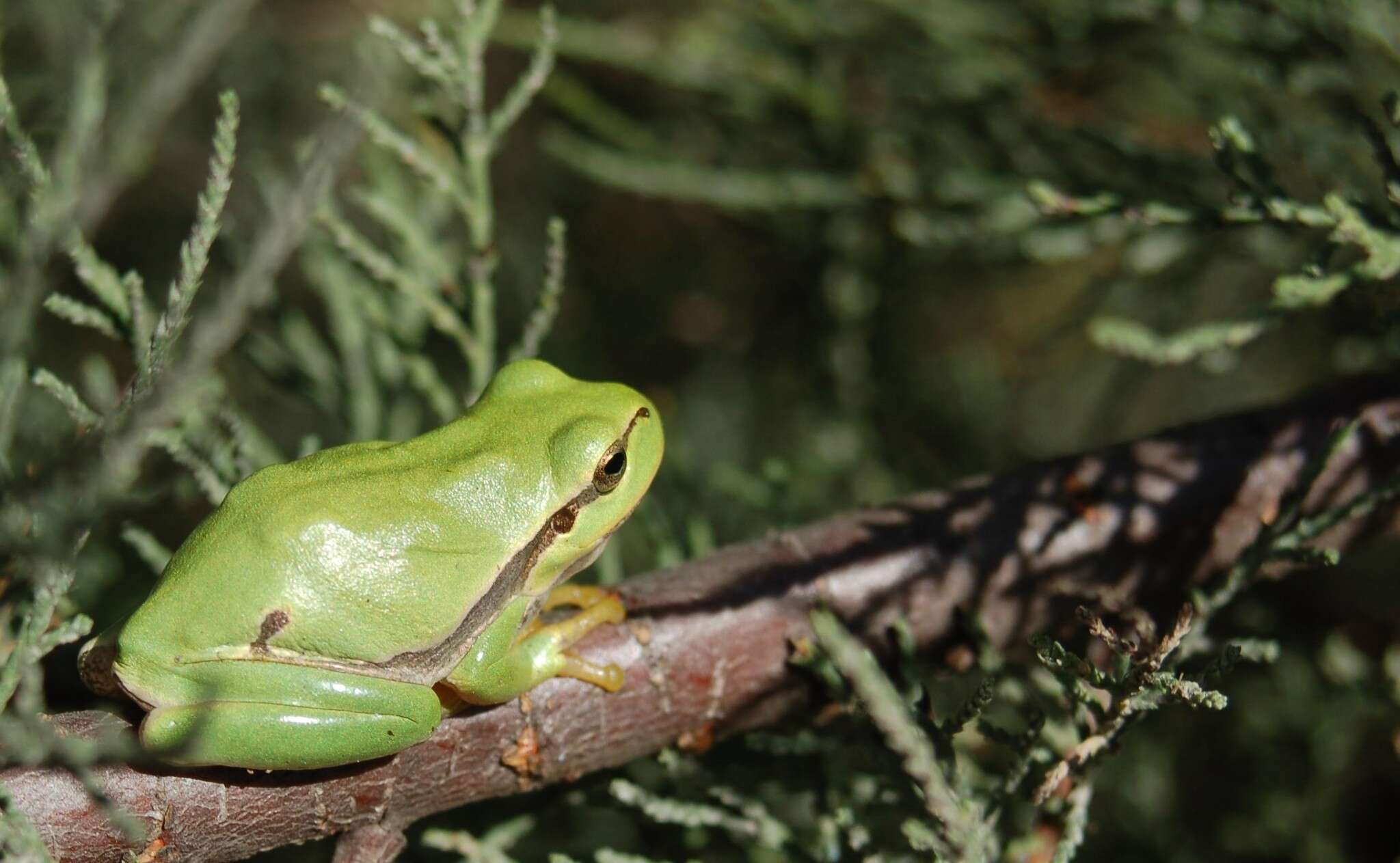 Image of European Treefrog