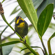 Image of Gold-ringed Tanager