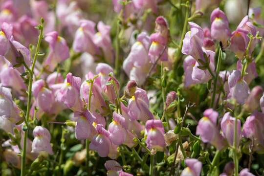 Antirrhinum charidemi Lange的圖片