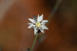 Imagem de Rhodanthe stricta (Lindl.) P. G. Wilson