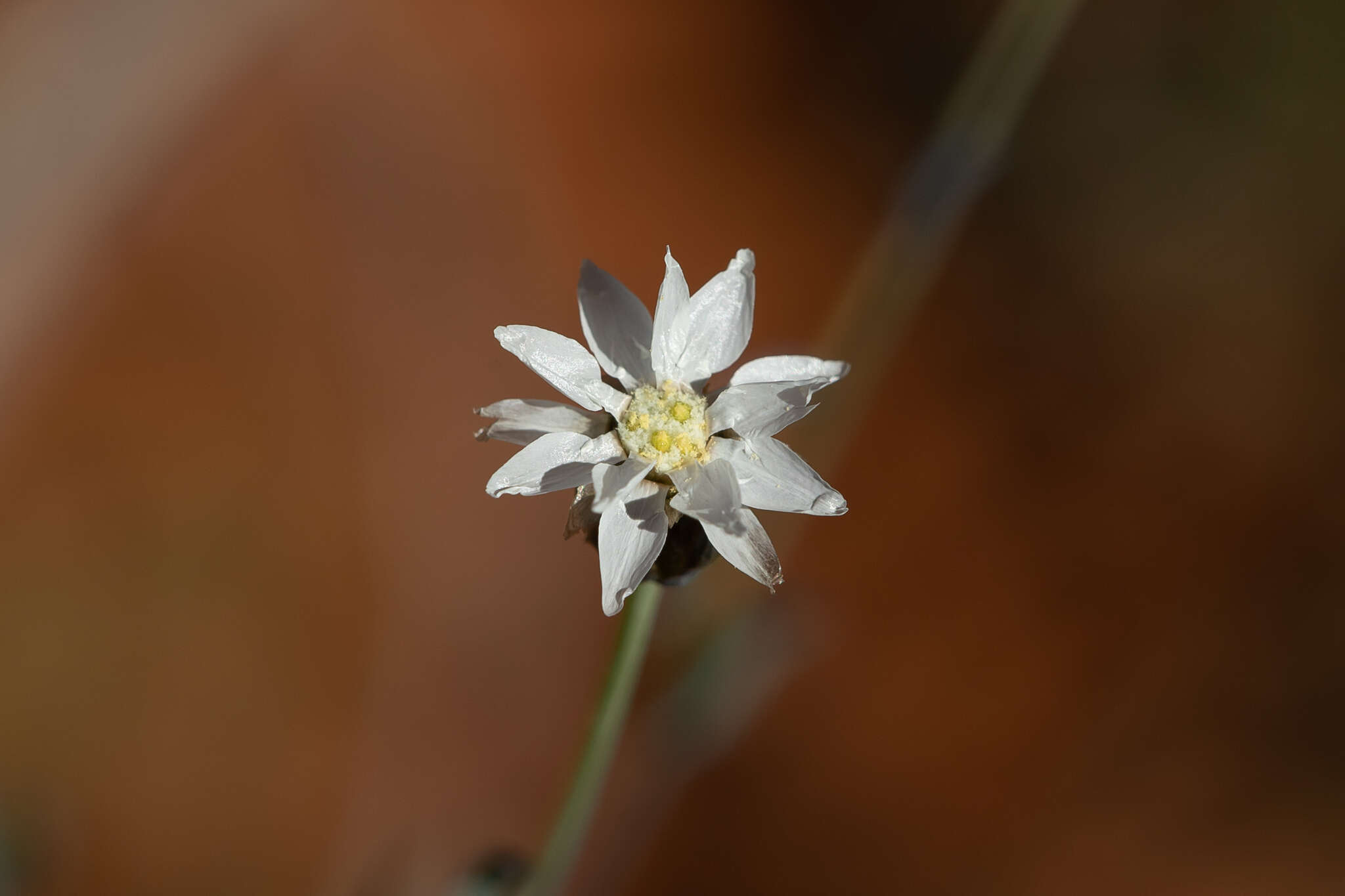 Rhodanthe stricta (Lindl.) P. G. Wilson的圖片