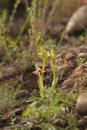 Image of Ophrys fuciflora subsp. oxyrrhynchos (Tod.) Soó