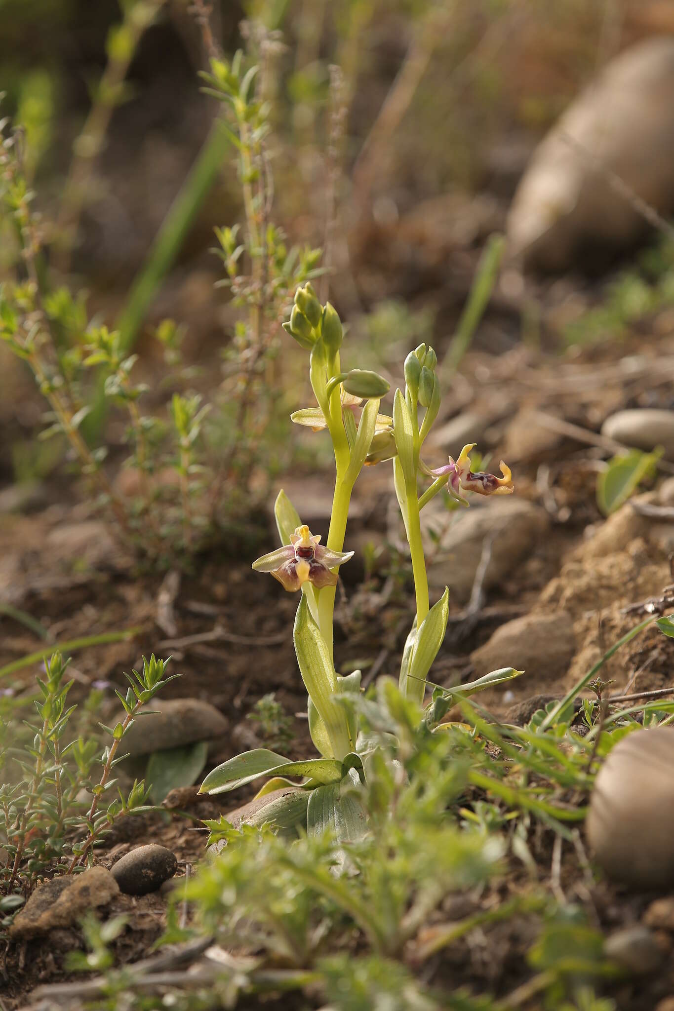 Слика од Ophrys fuciflora subsp. oxyrrhynchos (Tod.) Soó