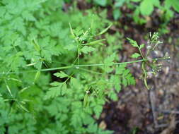 Image of garden chervil