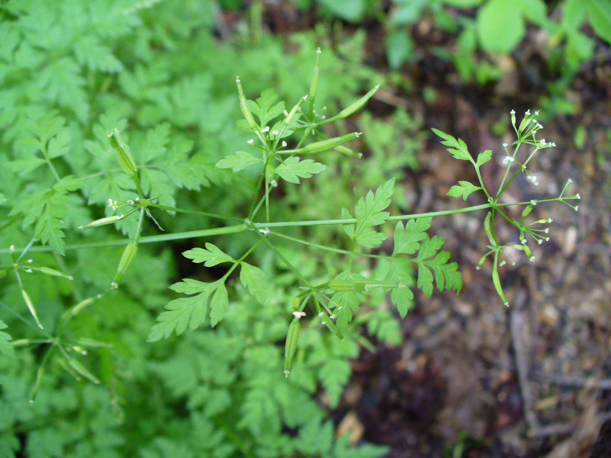 Image of garden chervil