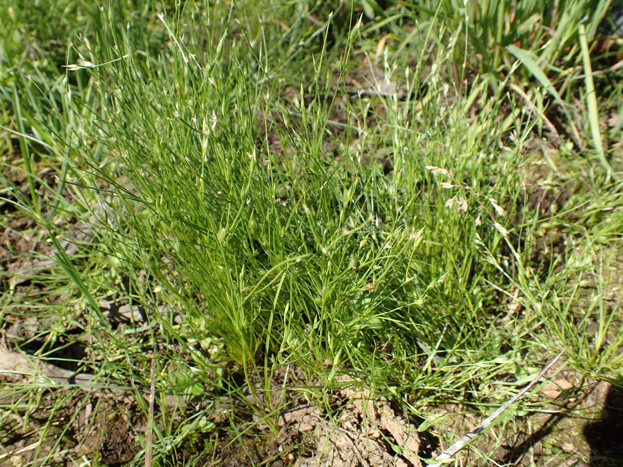 Image of Toad Rush