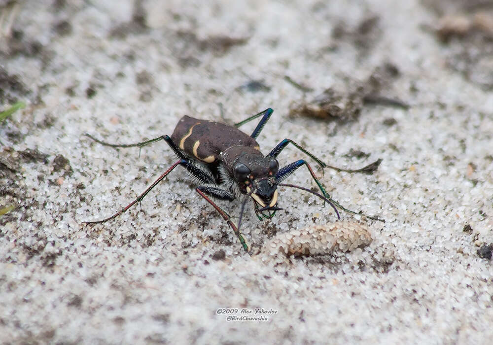 Image of Heath tiger beetle