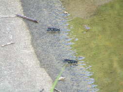 Image of Blue Mud Wasps