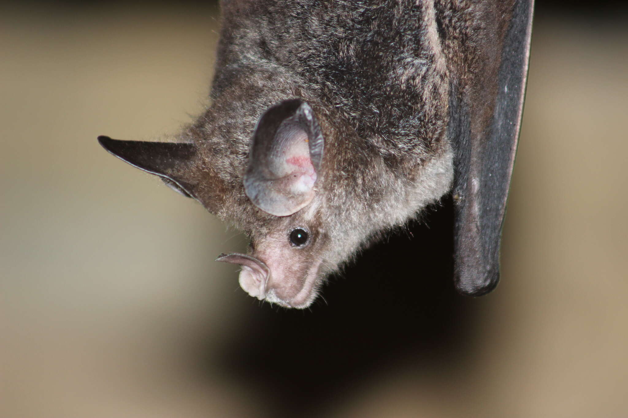 Image of big-eared woolly bat