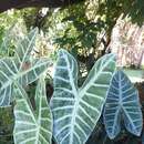 Image of Alocasia mortfontanensis André