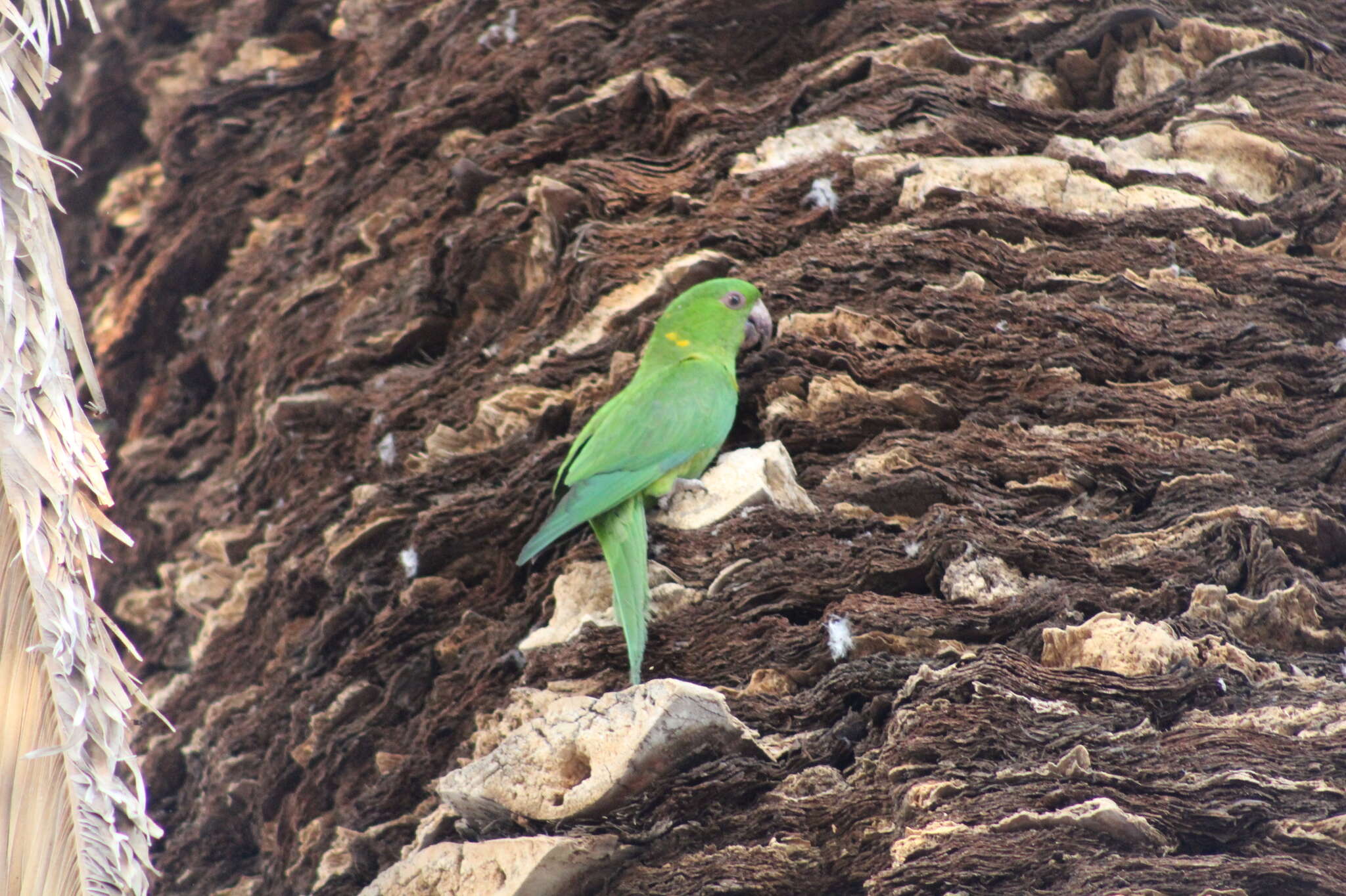 Image of Green Parakeet