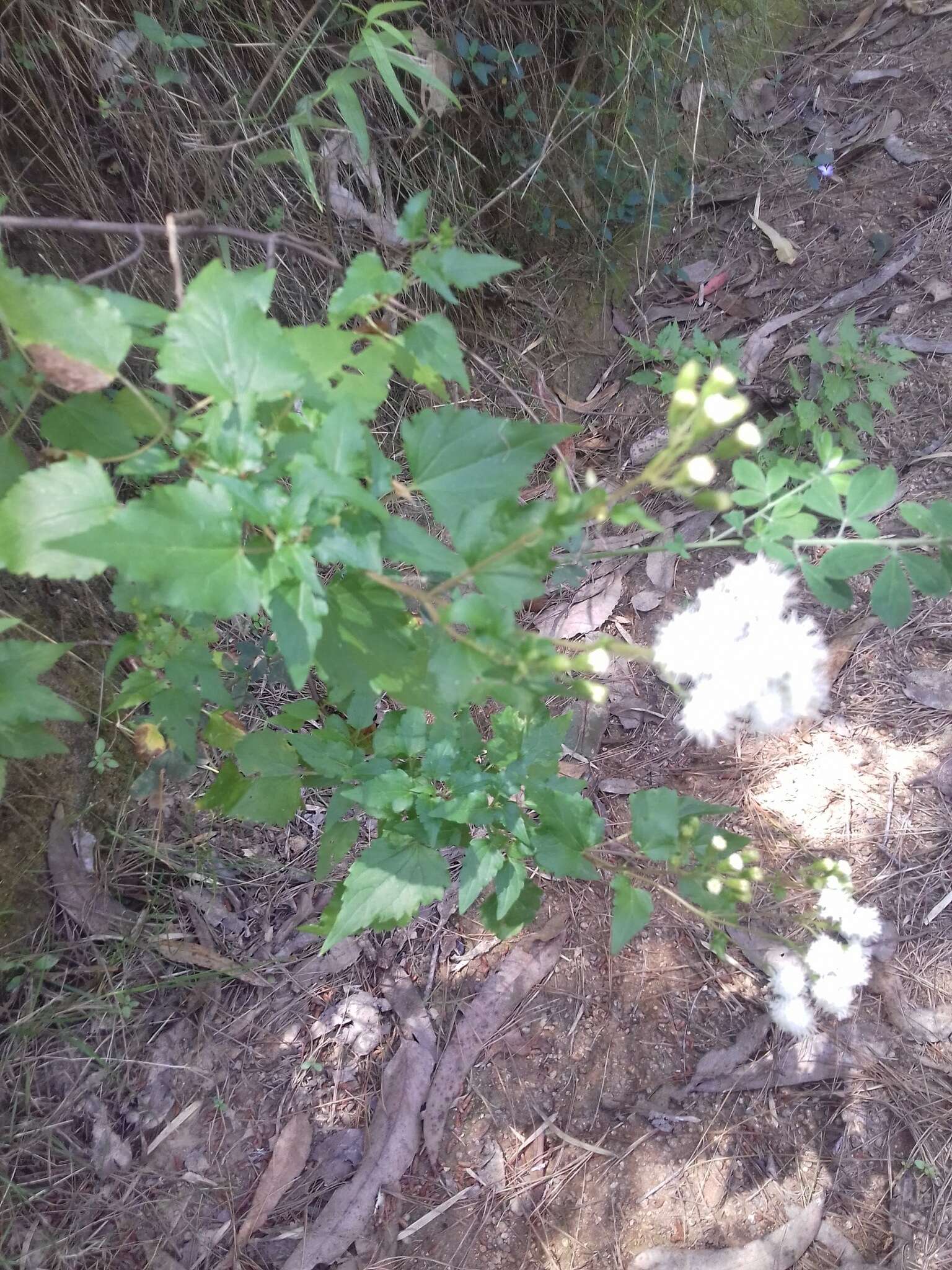 Ageratina glechonophylla (Less.) R. King & H. Rob. resmi