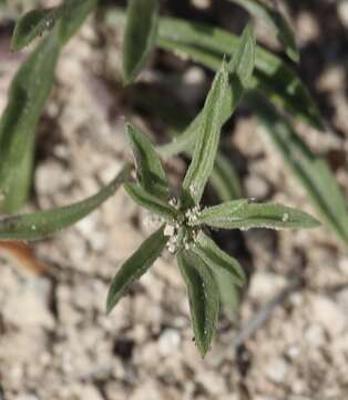 Image of Texas Townsend daisy