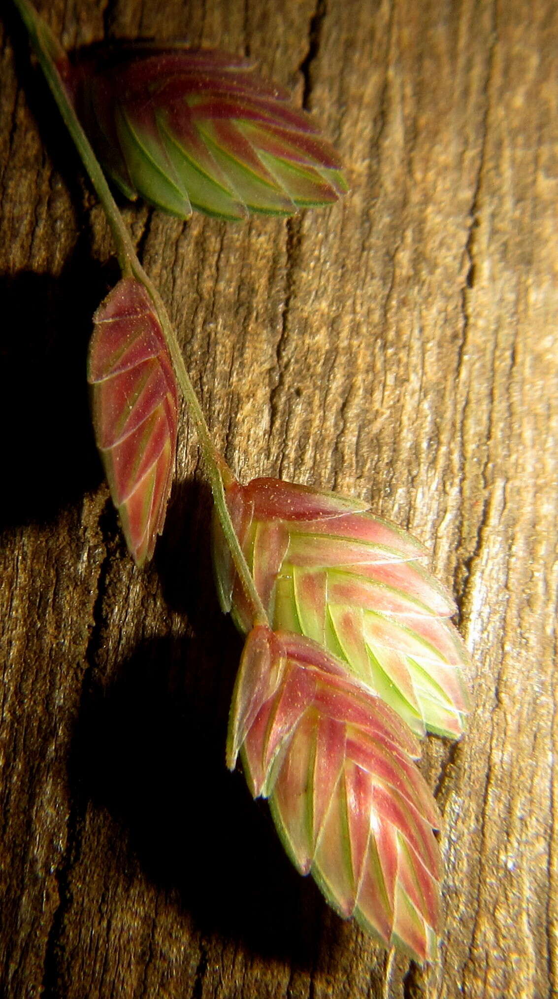 Plancia ëd Eragrostis capensis (Thunb.) Trin.