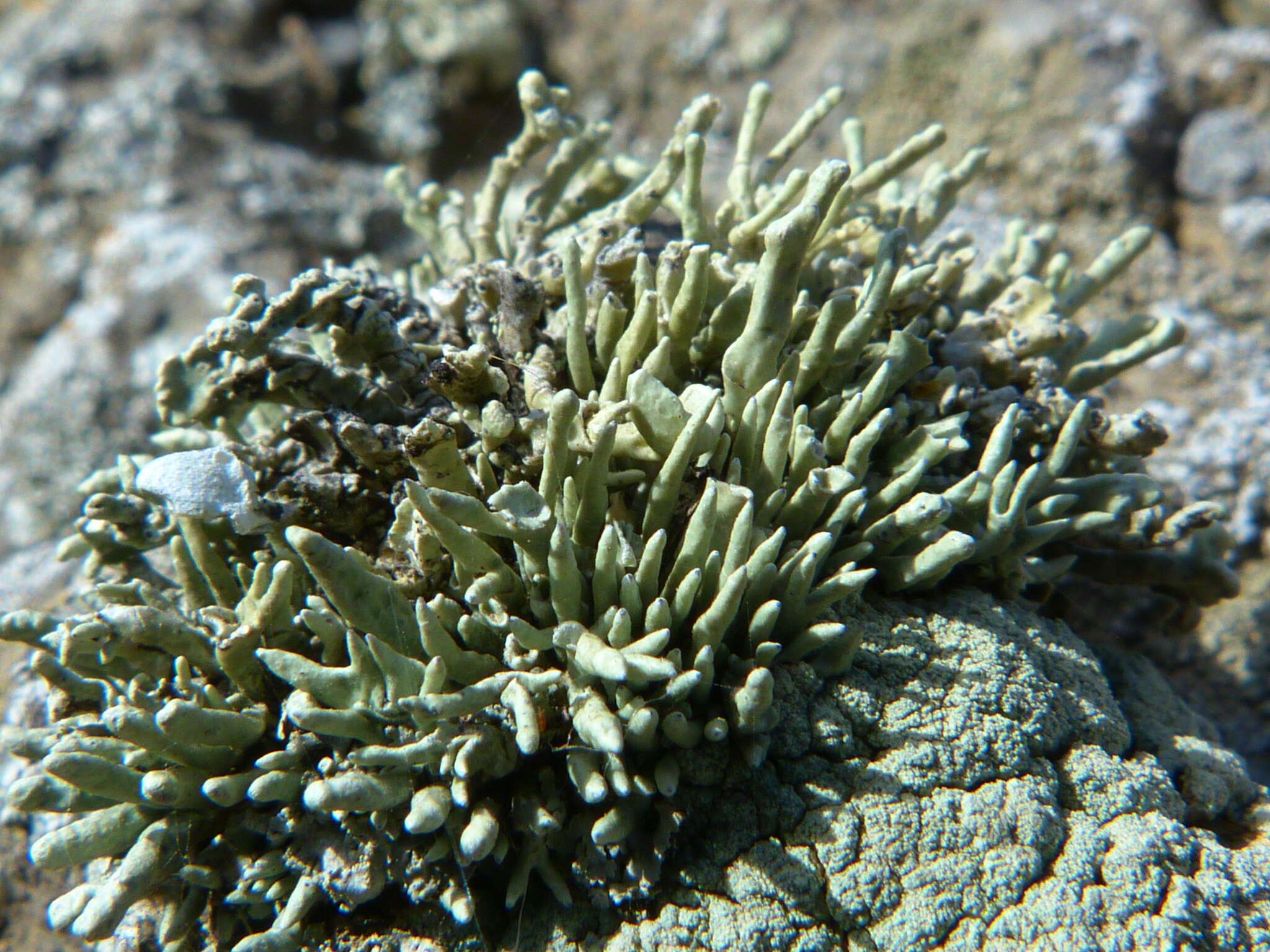 Image of Bouquet Sea-Fog Lichen