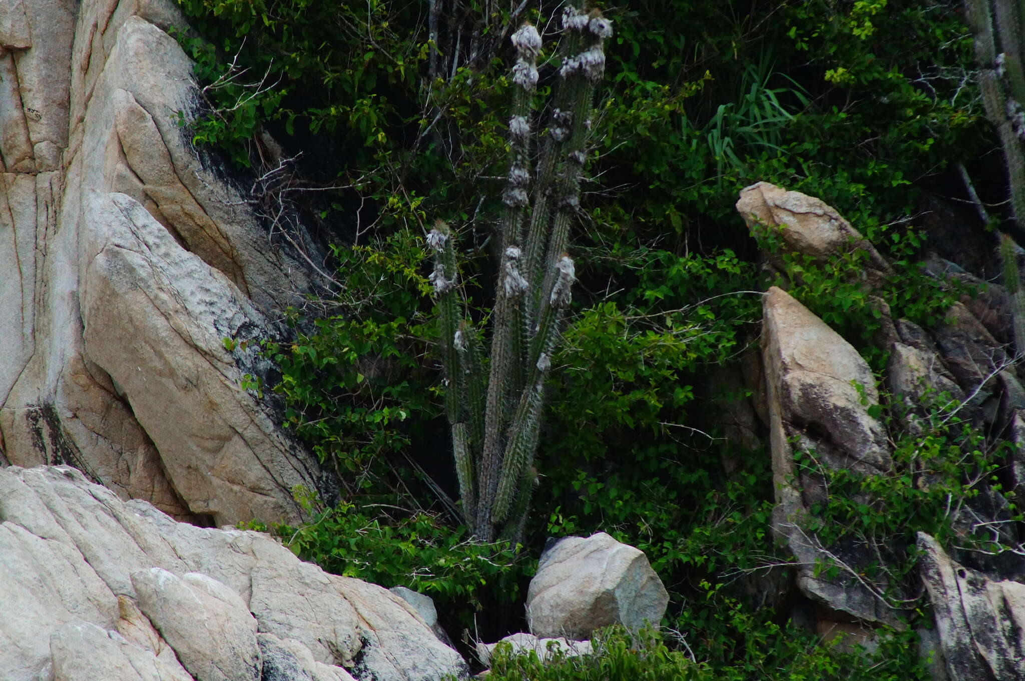 Image of Pilosocereus collinsii (Britton & Rose) Byles & G. D. Rowley