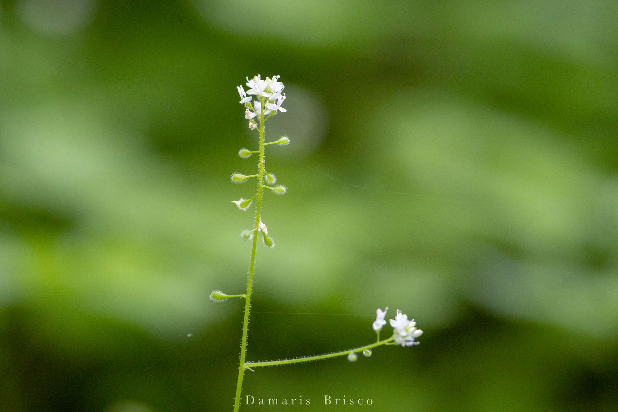 Image of small enchanter's nightshade