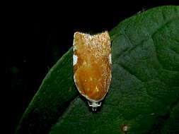 Image of Acleris cervinana Fernald 1882