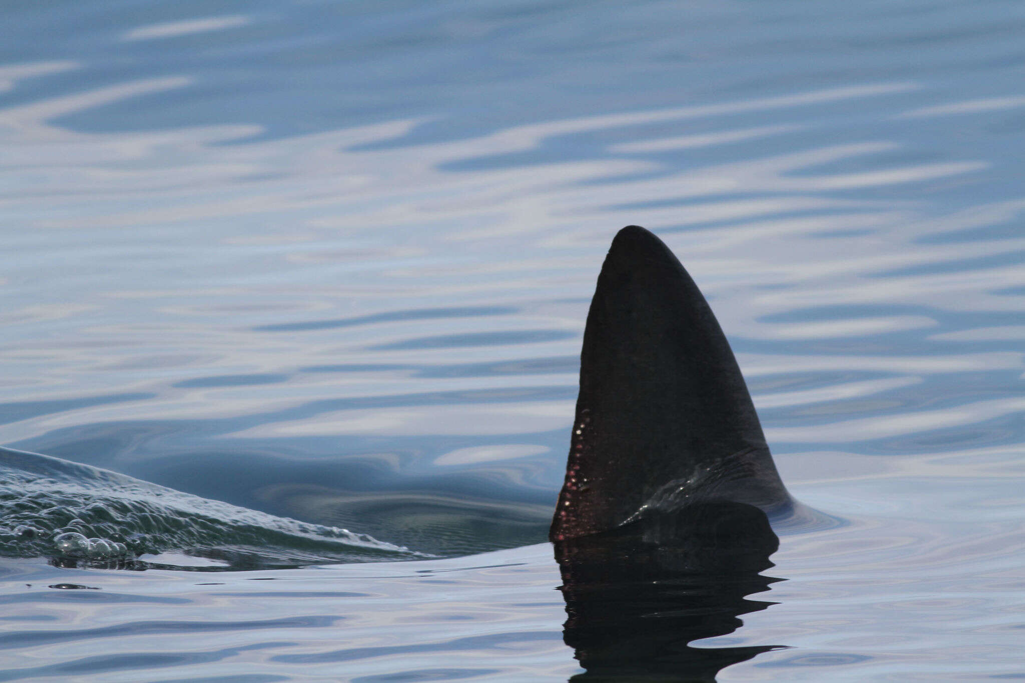 Image of Salmon Shark