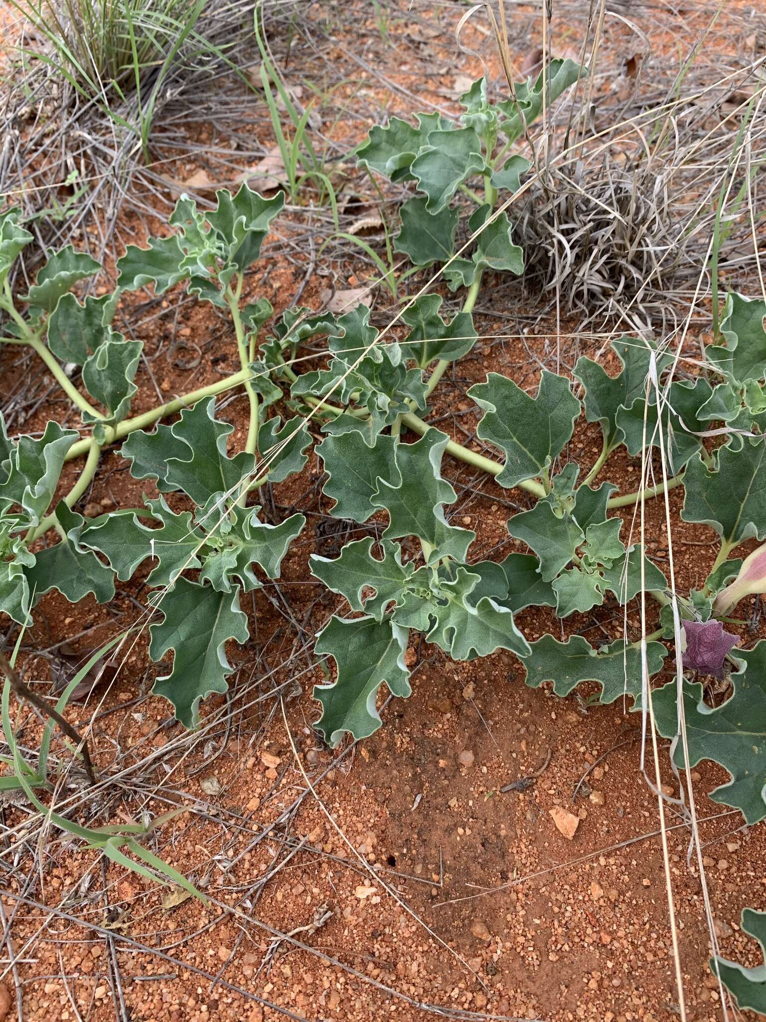 Image of devil's claw