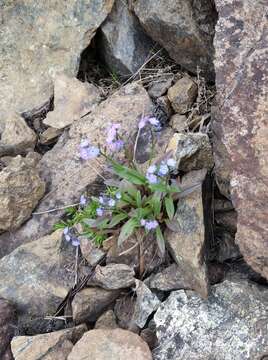 Plancia ëd Myosotis asiatica (Vesterg.) Schischkin & Sergievskaja