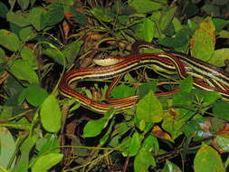 Image of Dendrelaphis caudolineatus (Gray 1834)