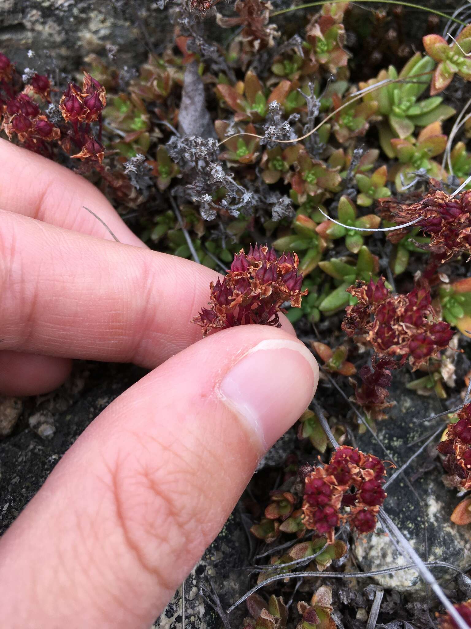 Image of Hylotelephium cyaneum (J. Rudolph) H. Ohba