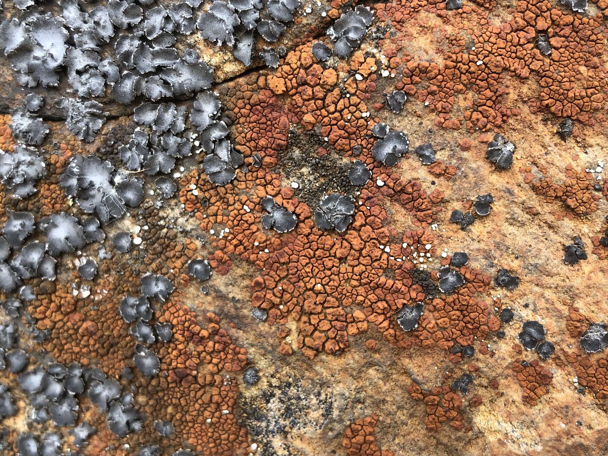 Image of cracked lichen