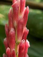Image of Alpinia japonica (Thunb.) Miq.