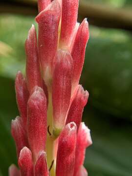 Image of Alpinia japonica (Thunb.) Miq.