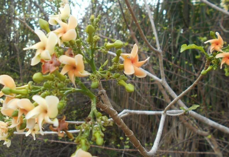 Image of Tabernaemontana cymosa Jacq.