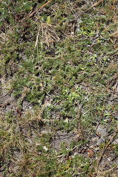 Image of Potentilla candicans Humb. & Bonpl. ex Schltdl.