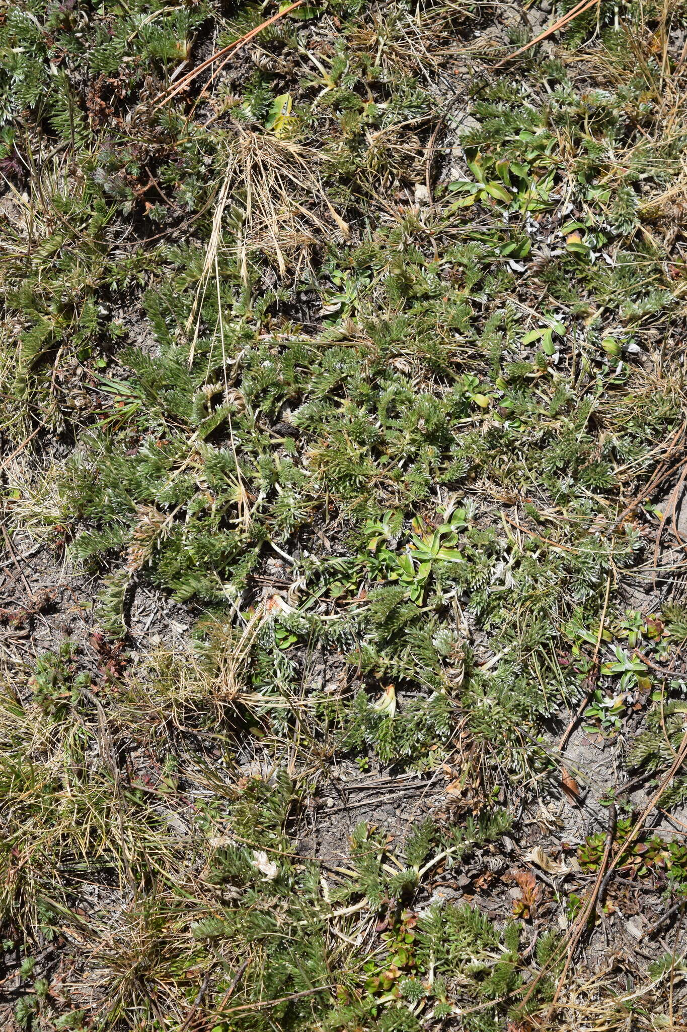 Image of Potentilla candicans Humb. & Bonpl. ex Schltdl.