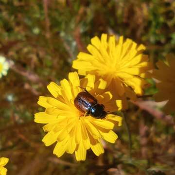 Sivun Chasmatopterus villosulus (Illiger 1803) kuva