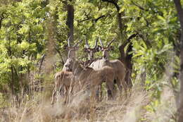 Image of giant eland