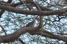 Image of Tanzanian Red-billed Hornbill
