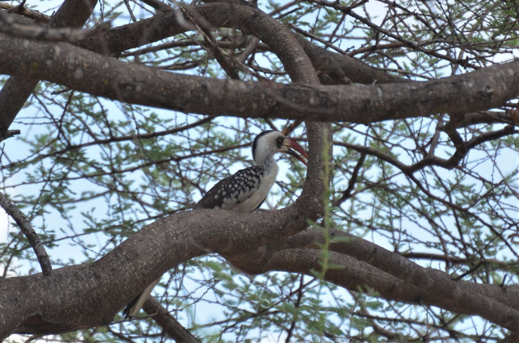Image of Tanzanian Red-billed Hornbill