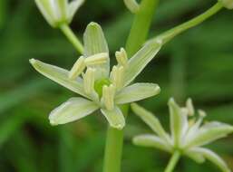 Image of Ornithogalum sphaerocarpum A. Kern.