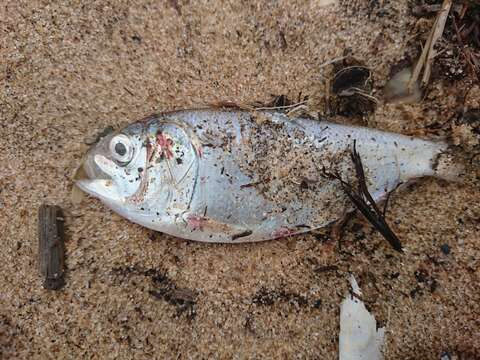 Image de Menhaden écailleux