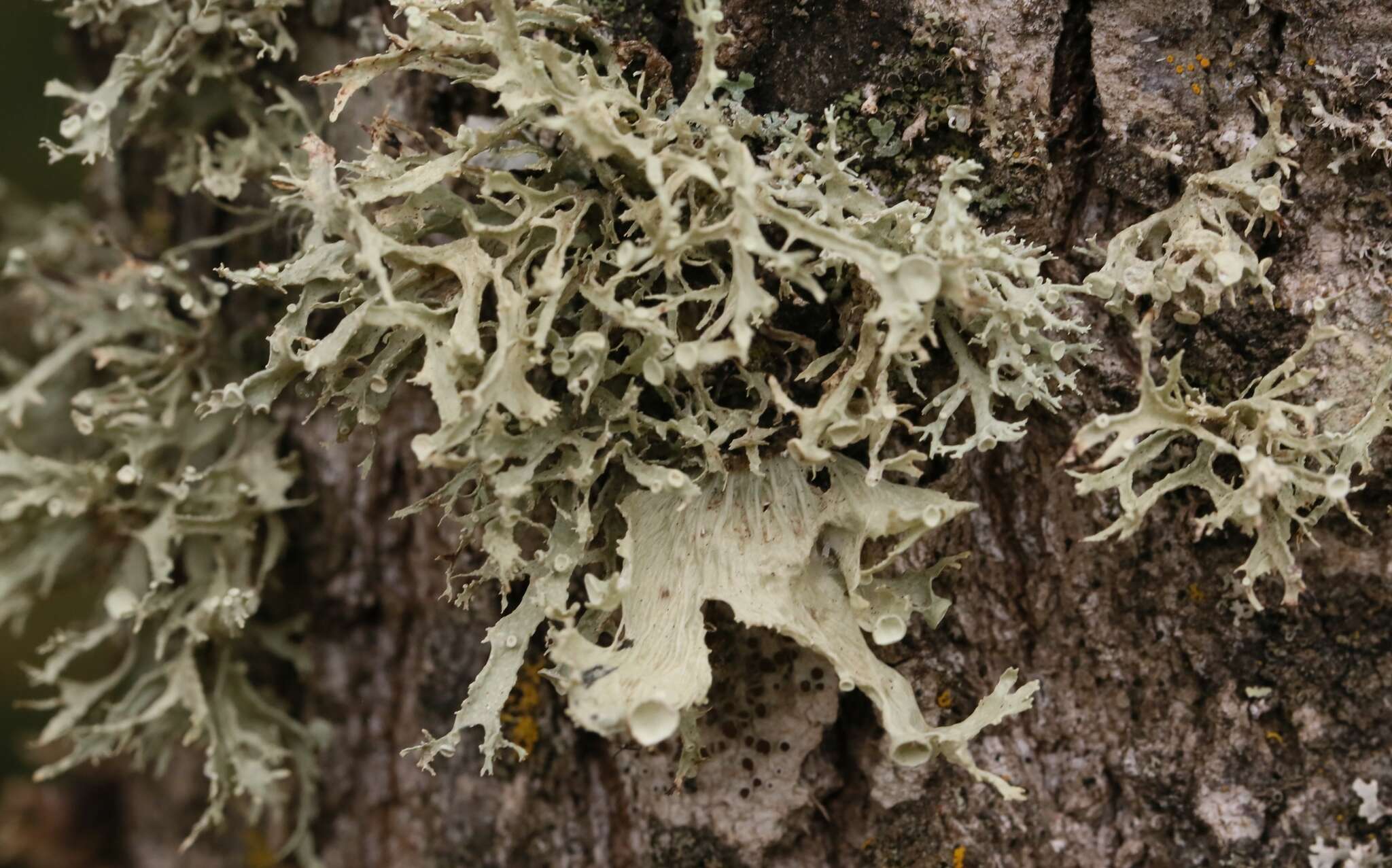 Imagem de Ramalina americana Hale